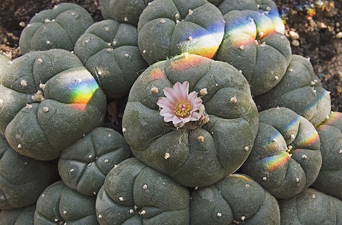 peyote cactus