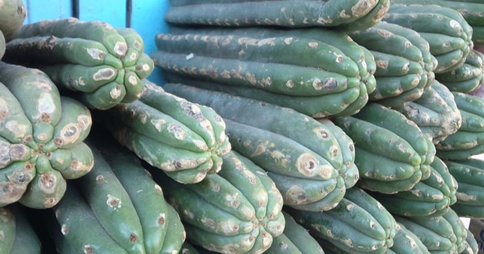 san-pedro-cactus
