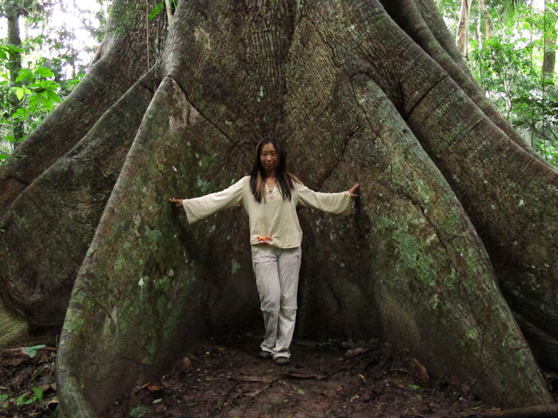 At the base of the largest tree in the forest, the samauma