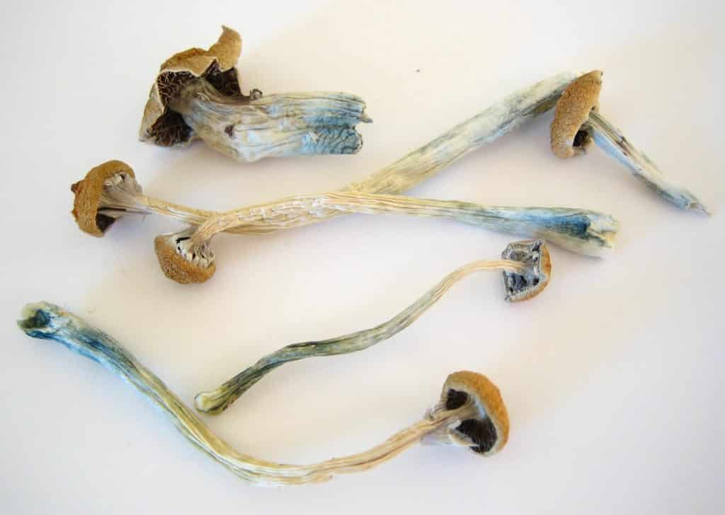 Dried_Cubensis