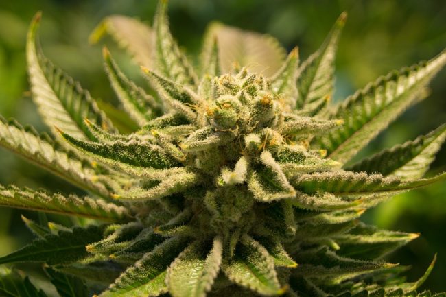 cannabis_plant