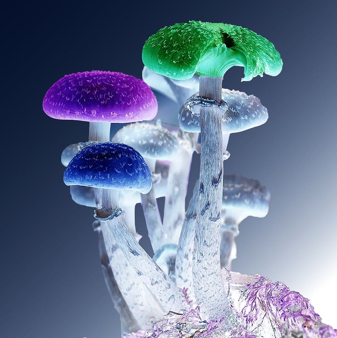 3D Colorful Mushrooms
