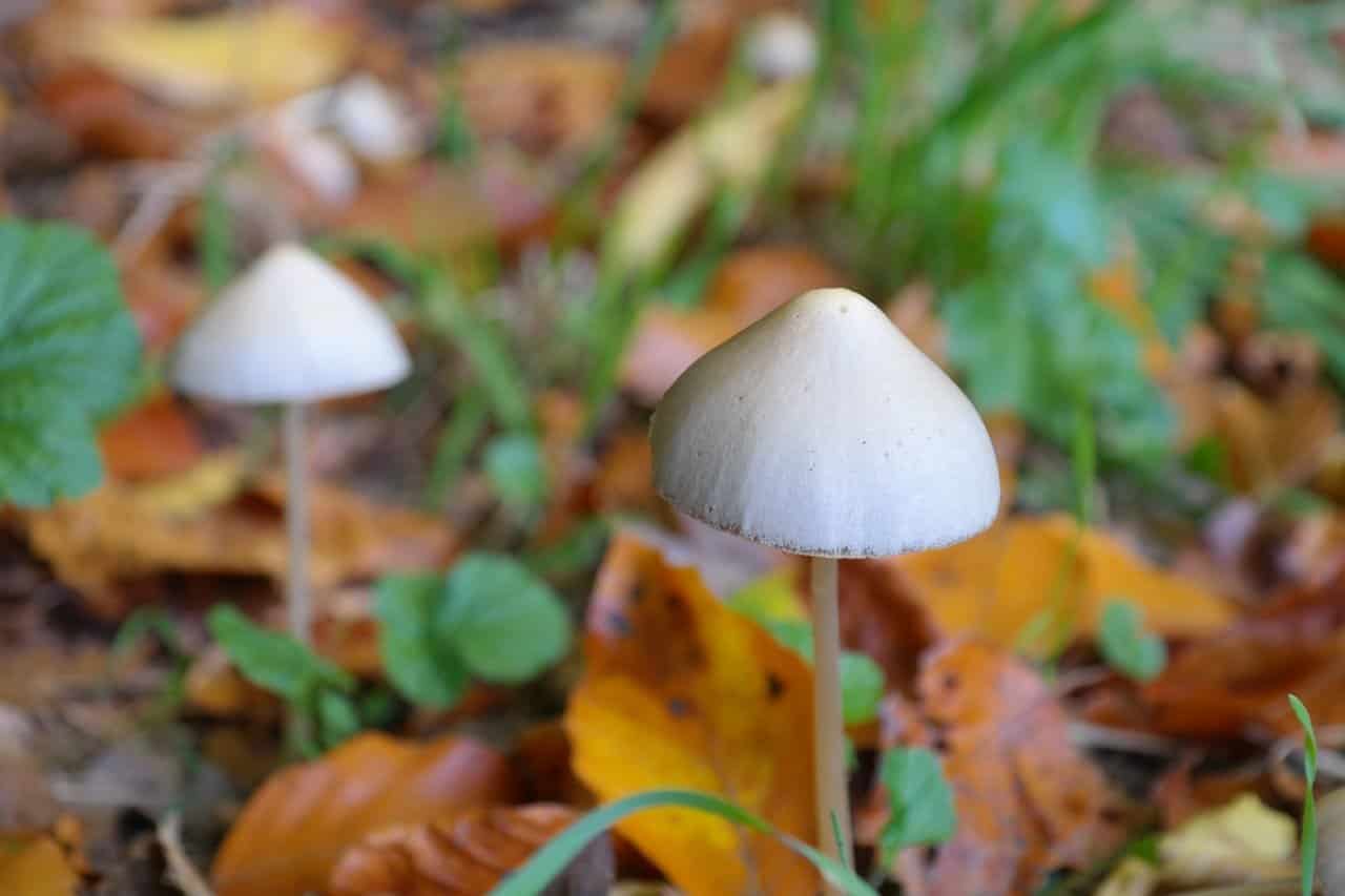 Panaeolus Magic Mushroom
