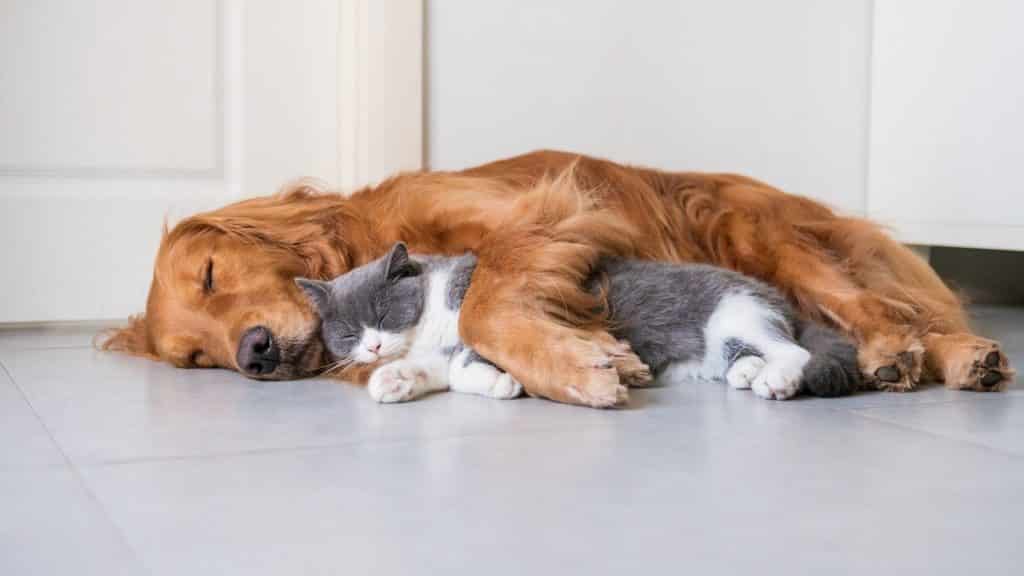 Dog and cat resting together - maybe they've been given some CBD oil?!?