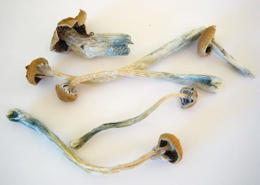 Dried Cubensis magic mushrooms for microdosing