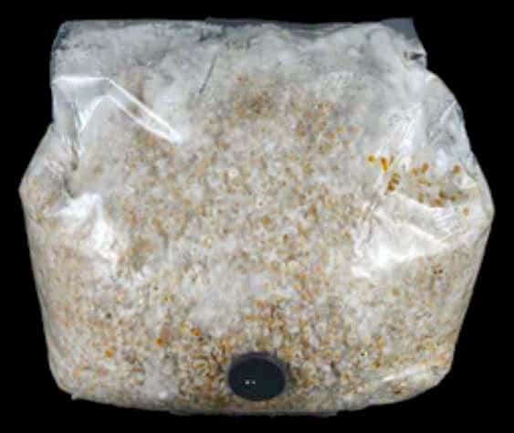 Colonized bag of mycelium