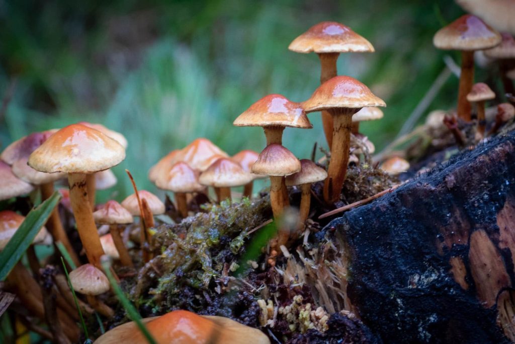Find magic mushrooms in humid forest environments