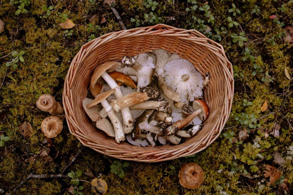 Magic mushroom foraging