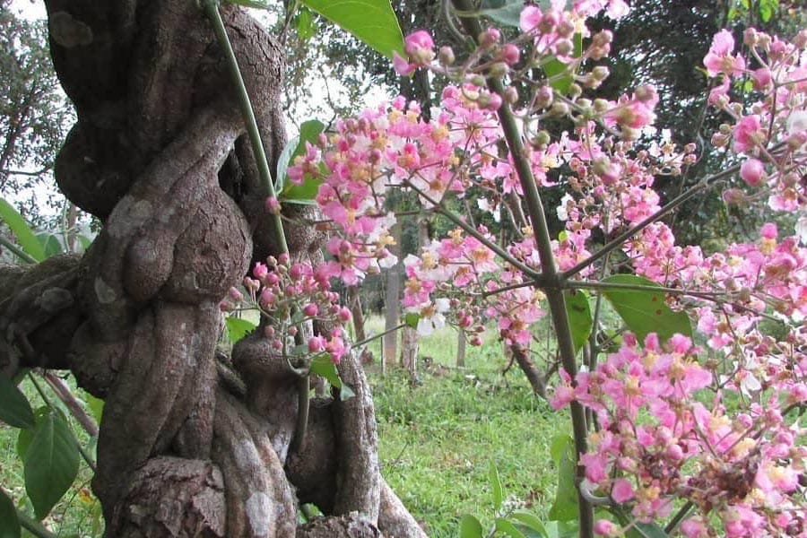 Pink flowers blooming from the ayahuasca vine. The seeker's guide to microdosing ayahuasca.