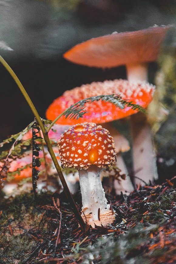 A group of Amanita muscaria