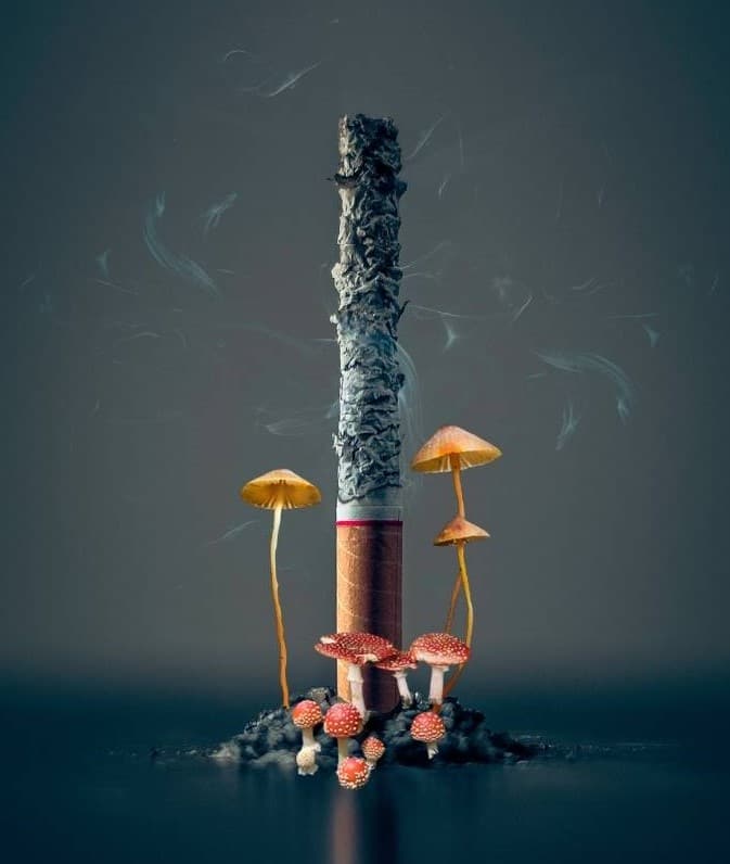 Cigarette & mushrooms